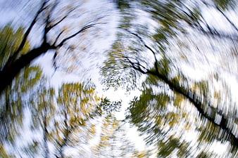 Abstract Radial Blur of Forest Canopy and Sky