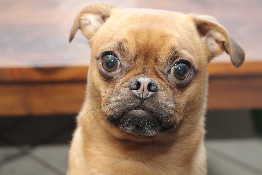 Close-up portrait of a cute brown dog with wide eyes