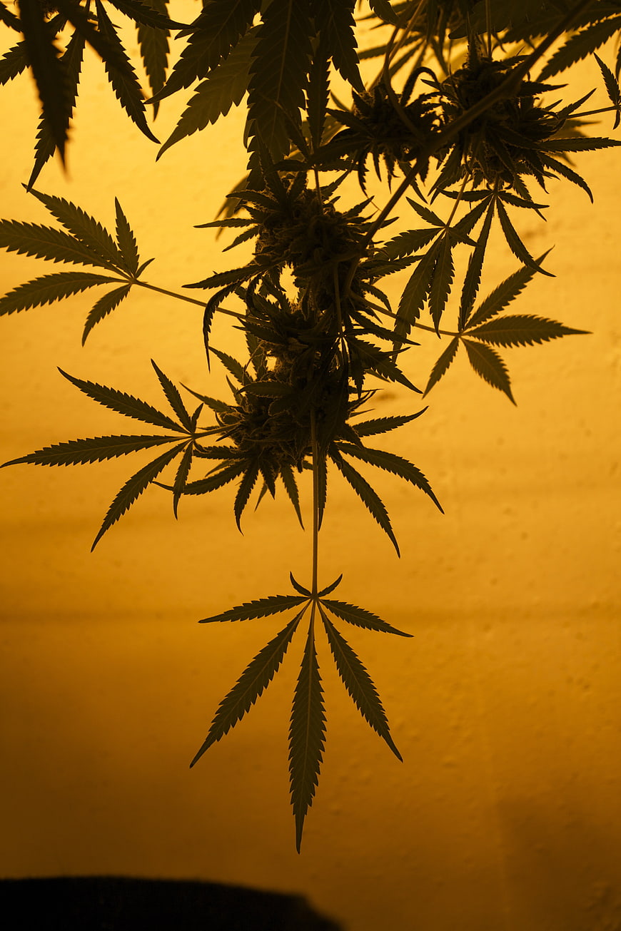 Silhouetted Cannabis Plant Against Warm Golden Background