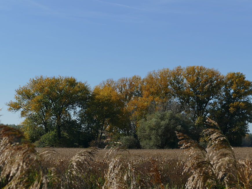Autumn trees with golden leaves against a clear blue sky