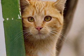 Close-up portrait of an orange tabby cat peeking from behind a green post