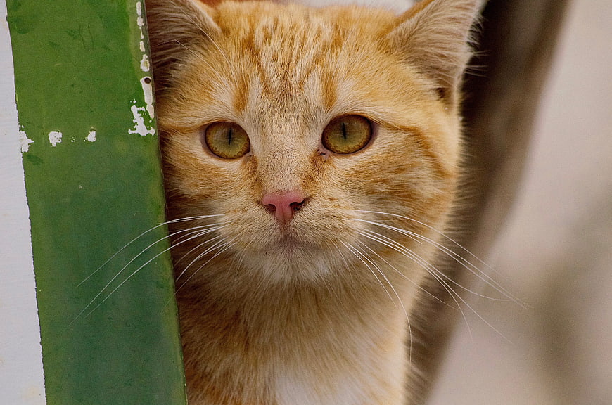 Close-up portrait of an orange tabby cat peeking from behind a green post