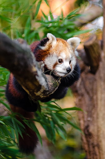 Cute Red Panda Resting on Tree Branch in Forest