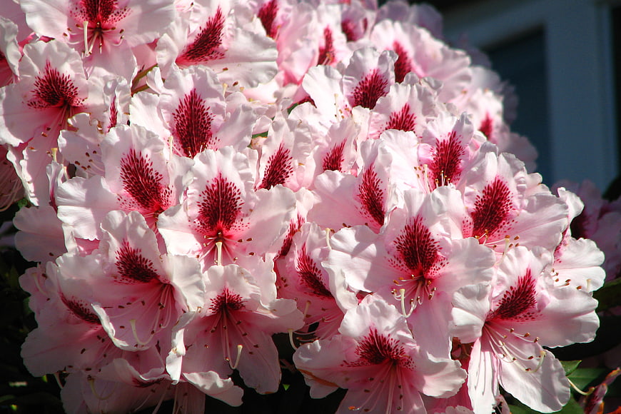 Close-up of vibrant pink rhododendron flowers with red speckles