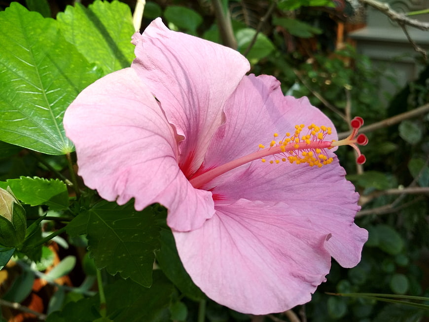 Close-up of a pink hibiscus flower with green leaves