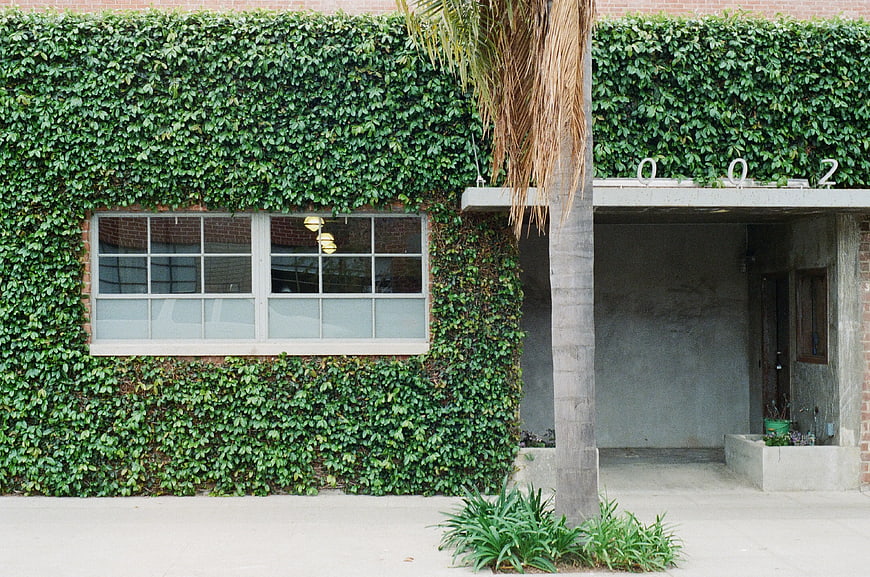 Ivy-covered brick building with palm tree and concrete entrance