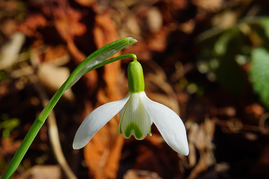 Close-up of a white snowdrop flower blooming in early spring