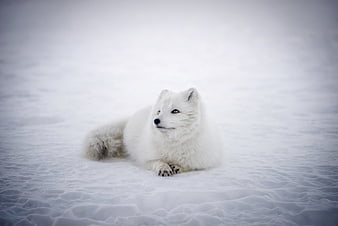 Arctic Fox Resting in Snowy Winter Landscape