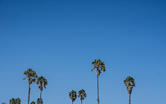 Tall Palm Trees Against Clear Blue Sky