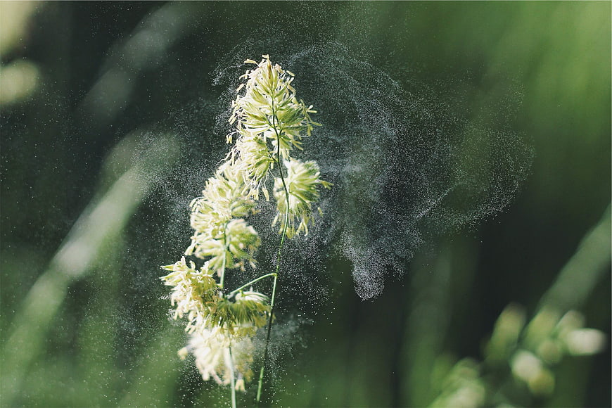 Close-up of grass releasing pollen into the air