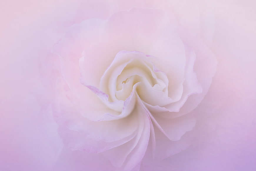 Soft Pink Rose Close-Up with Dreamy Pastel Background