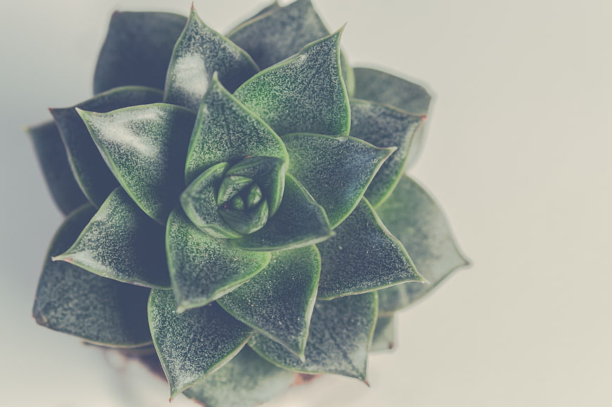 Top View of Green Succulent Plant with Textured Leaves