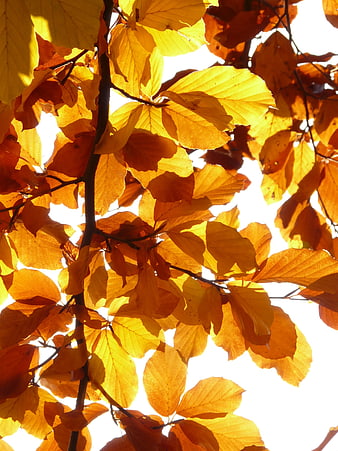 Golden autumn leaves backlit by bright sunlight