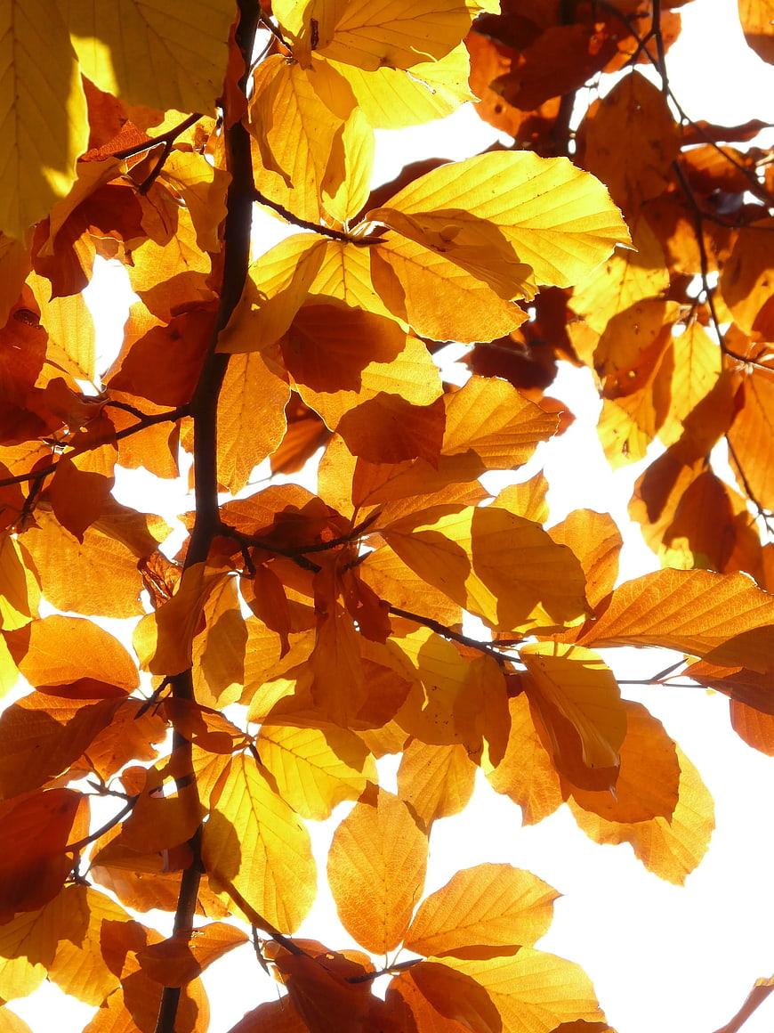 Golden autumn leaves backlit by bright sunlight