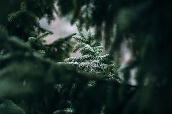Close-up of frosty pine branches in a winter forest