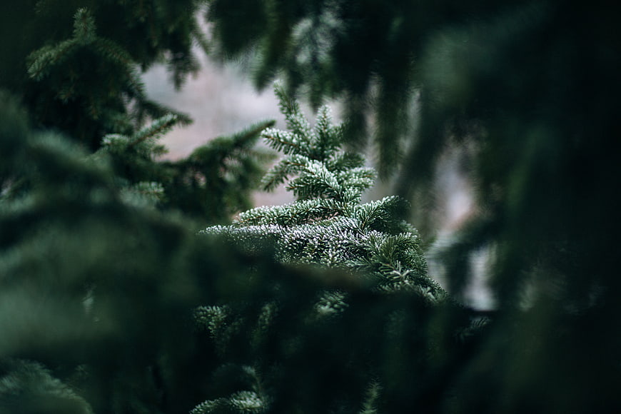 Close-up of frosty pine branches in a winter forest