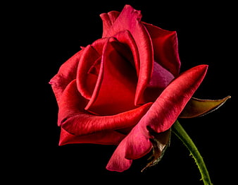 Vibrant Red Rose Isolated on Black Background