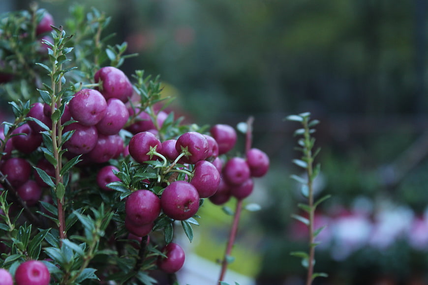 Close-up of purple berries on a green shrub with blurred background