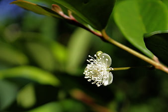 Close-up of a delicate white beach cherry flower on a green branch