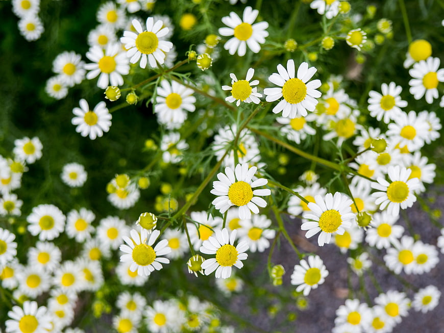 Close-up of blooming white and yellow chamomile flowers