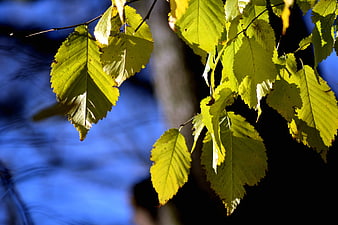 Sunlit yellow autumn leaves against blue background
