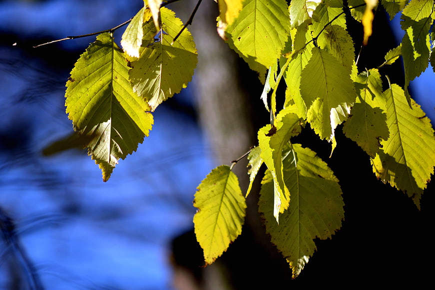Sunlit yellow autumn leaves against blue background