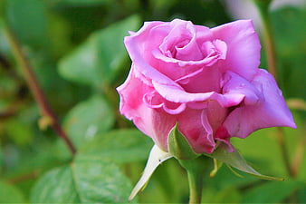 Close-up of a vibrant pink rose with green blurred background