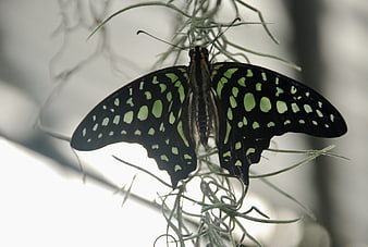 Black and Green Malachite Butterfly on Air Plant