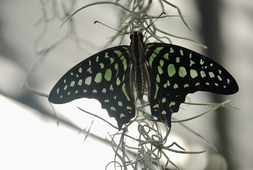 Black and Green Malachite Butterfly on Air Plant