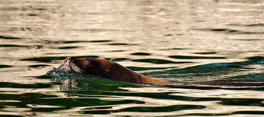 Sea Lion Swimming in Rippling Green Water