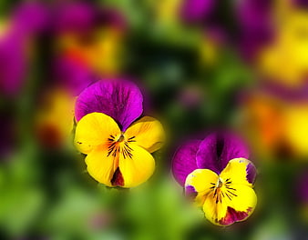 Vibrant Purple and Yellow Pansy Flowers Close-Up