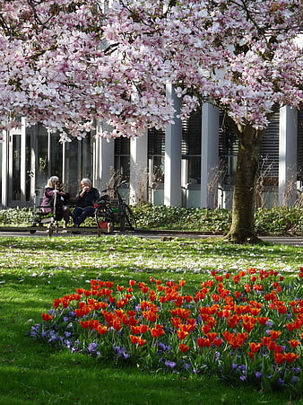 Spring park scene with blooming magnolia tree and red tulips