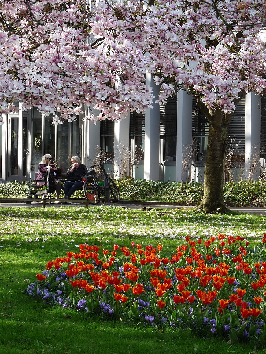 Spring park scene with blooming magnolia tree and red tulips
