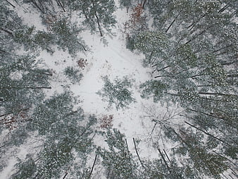 Aerial View of Snowy Pine Forest in Winter