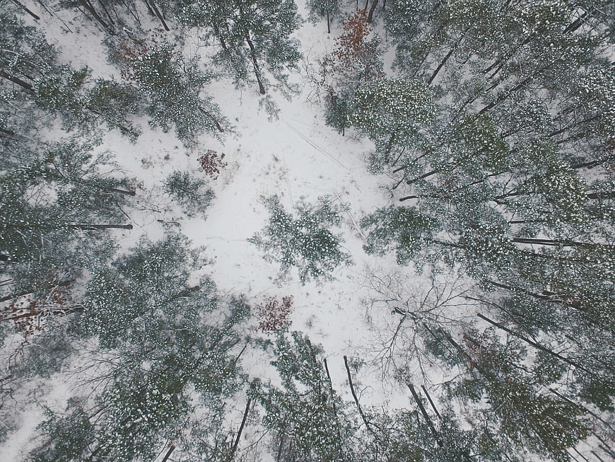 Aerial View of Snowy Pine Forest in Winter
