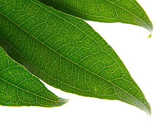 Close-up of Green Leaves with Visible Veins on White Background