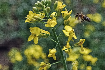 Honeybee Pollinating Yellow Rapeseed Flower in Spring Field