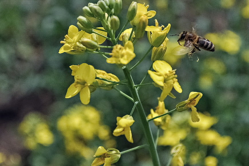 Honeybee Pollinating Yellow Rapeseed Flower in Spring Field