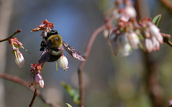 Bumblebee Pollinating Blueberry Blossoms in Spring