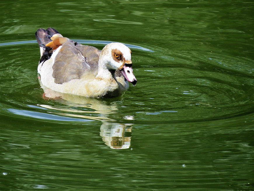 Egyptian Goose Swimming in Green Pond Water