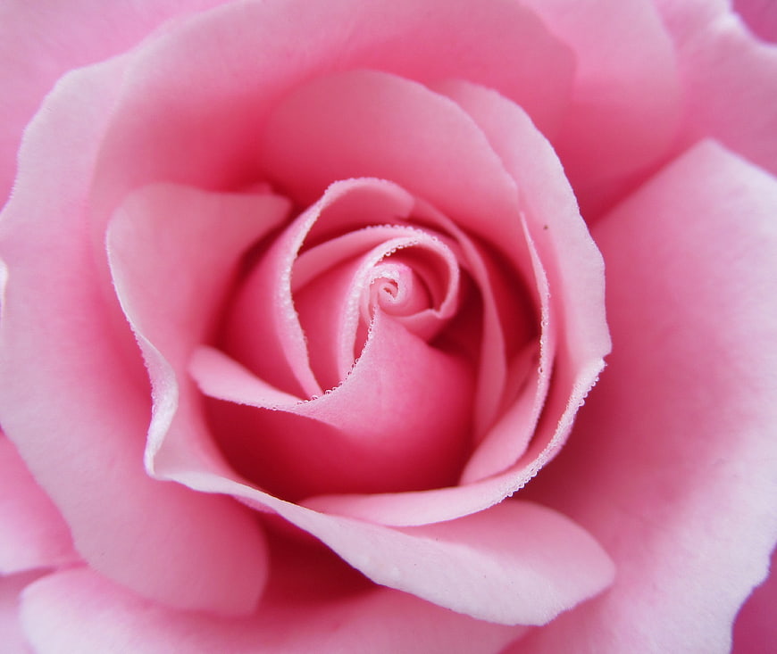 Close-up of a Pink Rose with Dew Drops