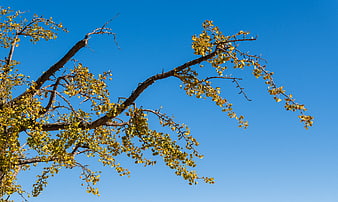 Ginkgo tree branches with yellow leaves against blue sky