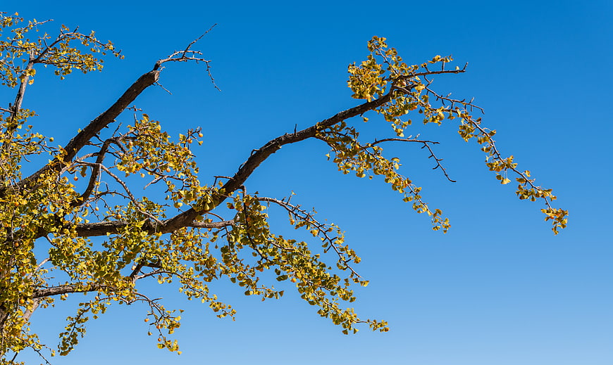 Ginkgo tree branches with yellow leaves against blue sky