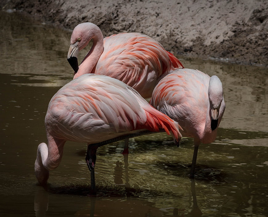Three pink flamingos wading in shallow water