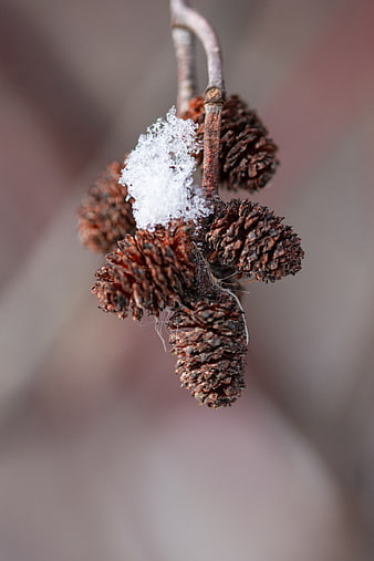 Close-up of birch cones with snow on a branch in winter