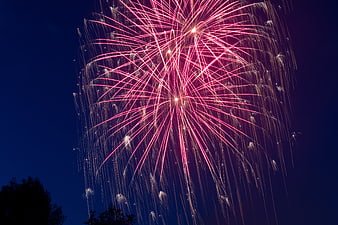 Red fireworks exploding in night sky with tree silhouette