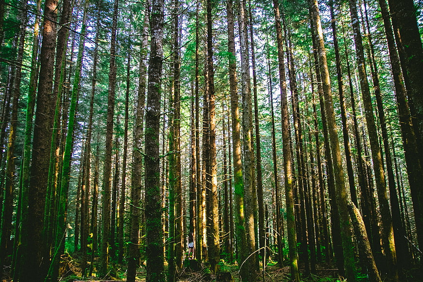 Tall Pine Trees in Dense Forest with Sunlight