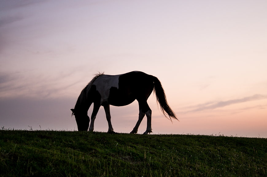 Silhouette of a grazing horse on a grassy hill at sunset