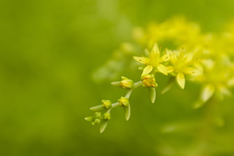 Close-up of yellow sedum flowers on green background