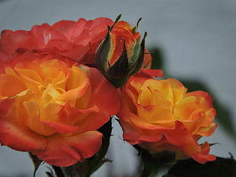 Close-up of vibrant orange and yellow roses with bud